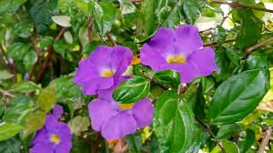 Image result for Thunbergia erecta