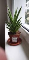 Image result for Sansevieria kirkii