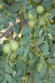 Image result for Sclerocarya birrea