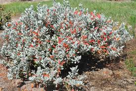 Image result for Landolphia glabra