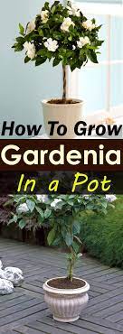 Gardenias have a reputation as a tricky. 17 Potted Gardenia Plants Ideas Gardenia Gardenia Plant Plants