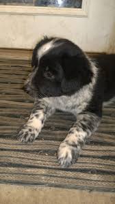 Black And White Blue Heeler Mix My Baby Girl Shaggy She Is Blue Heeler And Black Lab Mix She Is A Pistol Lab Mix Puppies Blue Heeler Puppies Heeler Puppies