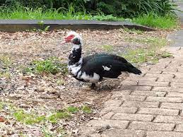 Has anyone lost a pet Muscovy duck in the Te Atatu area?