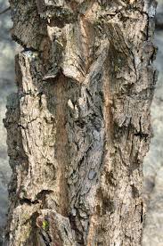 Image result for Ormocarpum trichocarpum