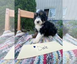 Bernedoodle, mini bernedoodle, puppy, bernese mountain dog, doodle, blue and white jar, interior design, kerry spears interiors. Puppyfinder Com Bernedoodle Puppies Puppies For Sale Near Me In Indiana Usa Page 1 Displays 10