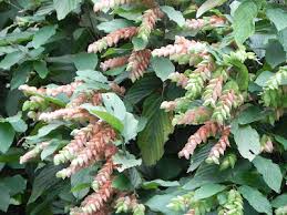 Image result for Flemingia strobilifera