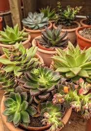 Listen to the audio pronunciation of echeveria on pronouncekiwi. Echeveria Guide Our House Plants