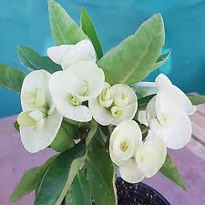 Image result for Euphorbia chevalieri
