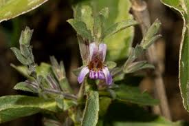 Image result for Duosperma