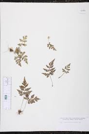 Image result for Asplenium pumilum