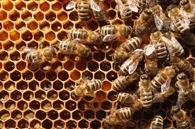 Grease patties is the only treatment that i recall for the trecheal mites, or the spray with thyme oil? Bees Swarm Berlin Where Beekeeping Is Booming The New York Times