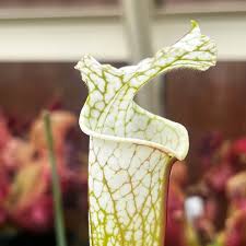 Image result for Bothriocline muschleriana