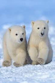 Pin On Wildlife