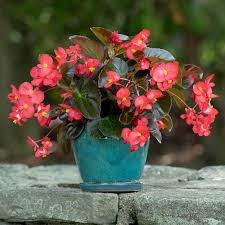 Image result for Begonia