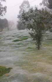Does This Photograph Show A Park Covered With Spider Webs Spiders In Australia Australian Spider Australian Wildlife