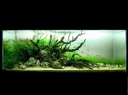 April 5th 2009 Pasquale Buonpane Aquascaping Aquascape Aquarium Landscape Nature Aquarium