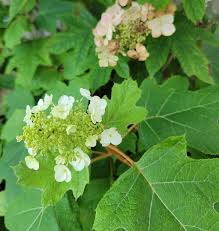 Image result for Hydrangea quercifolia