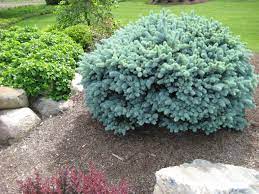 The moonshadow euonymus is one of the best evergreen shrubs for front of house. Love Anything Blue Spruce Shrubs For Landscaping Flowering Bushes Colorado Blue Spruce
