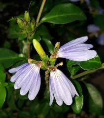 Image result for Sclerochiton