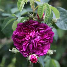 Plant database entry for rose (rosa 'charles de mills') with 27 images, one comment, and 34 data details. Buy Rose Charles De Mills Gallica Rosa Charles De Mills 29 99 Delivery By Crocus