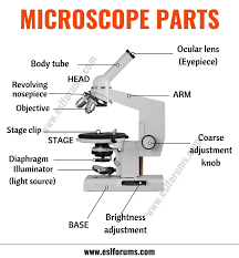 Parts Of A Microscope Useful List Of Microscope Parts With Esl Picture Esl Forums Microscope Parts Microscope Gernal Knowledge