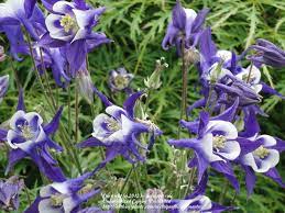 Pin On Gardening