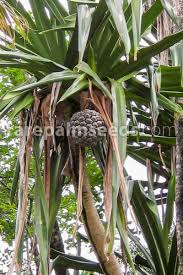 Maybe you would like to learn more about one of these? Pandanus Dubius Poroporo Buy Seeds At Rarepalmseeds Com