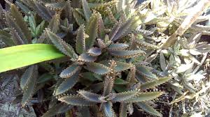 Usos Dosis Para Consumir Kalanchoe Plants Cancer Fighting