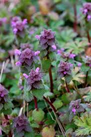 Pin On Flowers For Flower Year