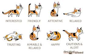 Why Is My Cat Staring At Me Reasons For Different Looks Cat Language Cat Infographic Cats