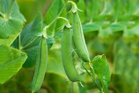 Image result for Pisum sativum