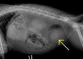 Just like humans, kitties can suffer from bladder stones. Feline Inappropriate Elimination Kidneys And Crystals And Stones Bladder Stones On Radiograph Meds For Dogs Feline Health Cat Care Tips