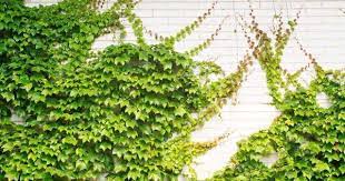 Maybe you would like to learn more about one of these? Do U Like Green Refreshing Creative Walls Here Are 12 Creeper Plants To Help Top 10 Plants Nurserylive Wikipedia