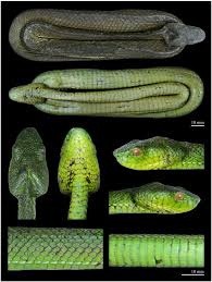 Image result for Trimeria