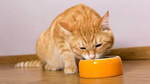 Daging sapi adalah pilihan yang baik, karena saran yang bagus. Rekomendasi Makanan Dan Minuman Yang Baik Untuk Kucing Kampung Bebaspedia Com