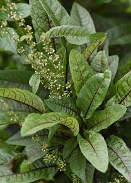 Image result for Rumex sanguineum