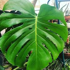 Monstera Deliciosa New Leaf