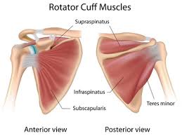 Pospisil on diagram of a shoulder: Why Am I Having Sharp Shoulder Pain Girls Gone Strong