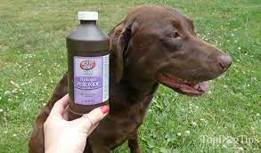 How To Make A Dog Throw Up Most Safe Quick And Effective Method