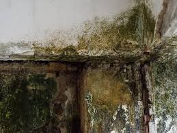 How do you get rid of a musty odor in a rental house or apartment? How To Get Rid Of Musty Smell Getridofthings Com