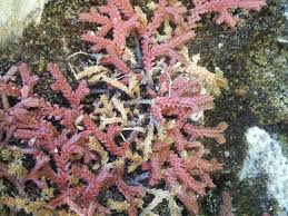 Image result for Selaginella cathedrifolia