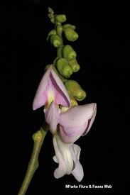 Image result for Canavalia cathartica