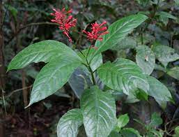 Acanthaceae Native Plants Plants Plant Leaves