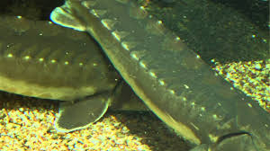Saving The Fish That Saved Jamestown