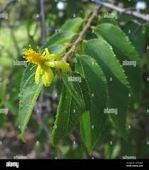 Image result for Grewia flavescens