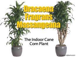 The corn plant, dracaena fragrans or dracaena massangeana is a very popular indoor plant. Dracaena Massangeana Mass Cane Plant Growing And Care