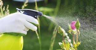 Thankfully, homemade organic pesticides are the safer choice and can be made from inexpensive. 6 Easy Homemade Pesticides That Really Work