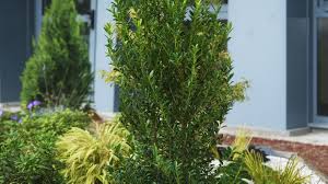 Plants de pommes de terre. Quelles Plantes Brise Vue Pour Votre Balcon Ou Votre Terrasse Silence Ca Pousse