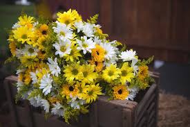 Fill your cart with color · under $10 · we have everything 4 250 Wedding Daisies Photos Free Royalty Free Stock Photos From Dreamstime