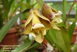 Image result for Polystachya bennettiana